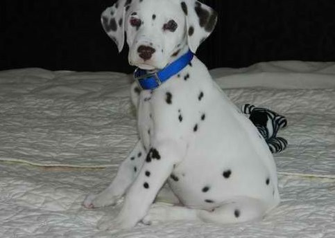 dalmata cachorros mascotas