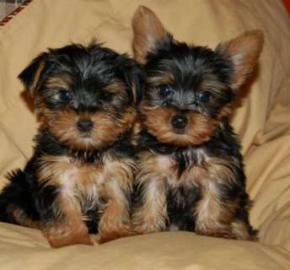 VENTA YORKSHIRE MADRID venta yorkshire madrid: