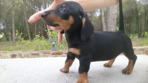 tekel pelo corto maravillosos teckel en regalo teckel perros venta tekel pelo corto maravillosos teckel en regalo teckel perros venta