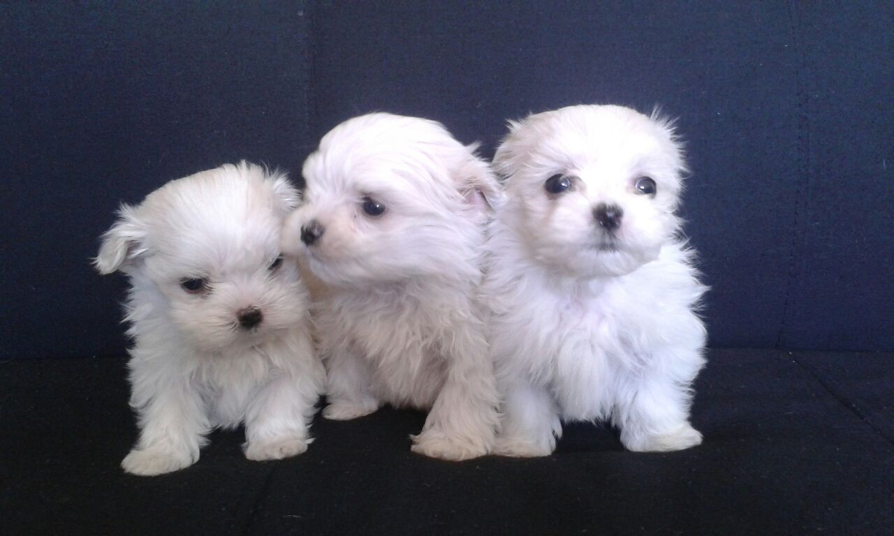 camada perros regalo exclusiva camada bichon maltes bichon maltes camada perros regalo exclusiva camada bichon maltes bichon maltes