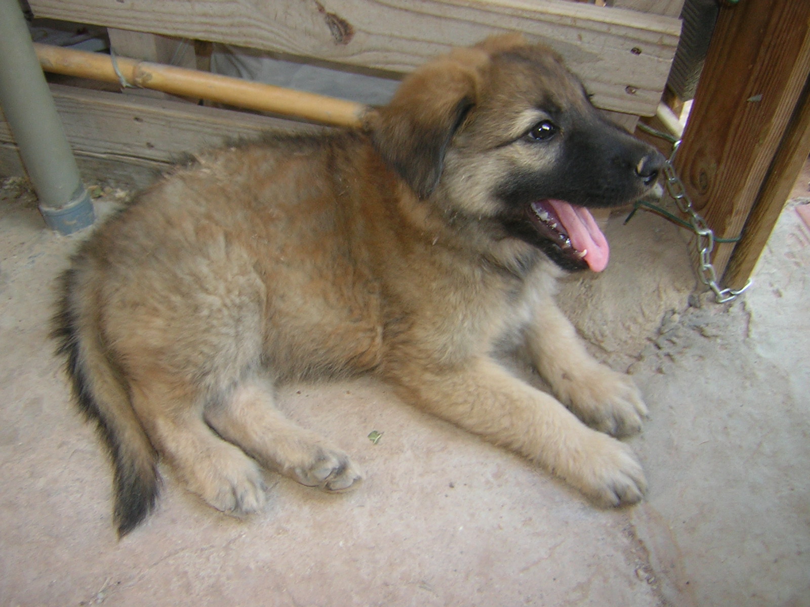 pomerania
