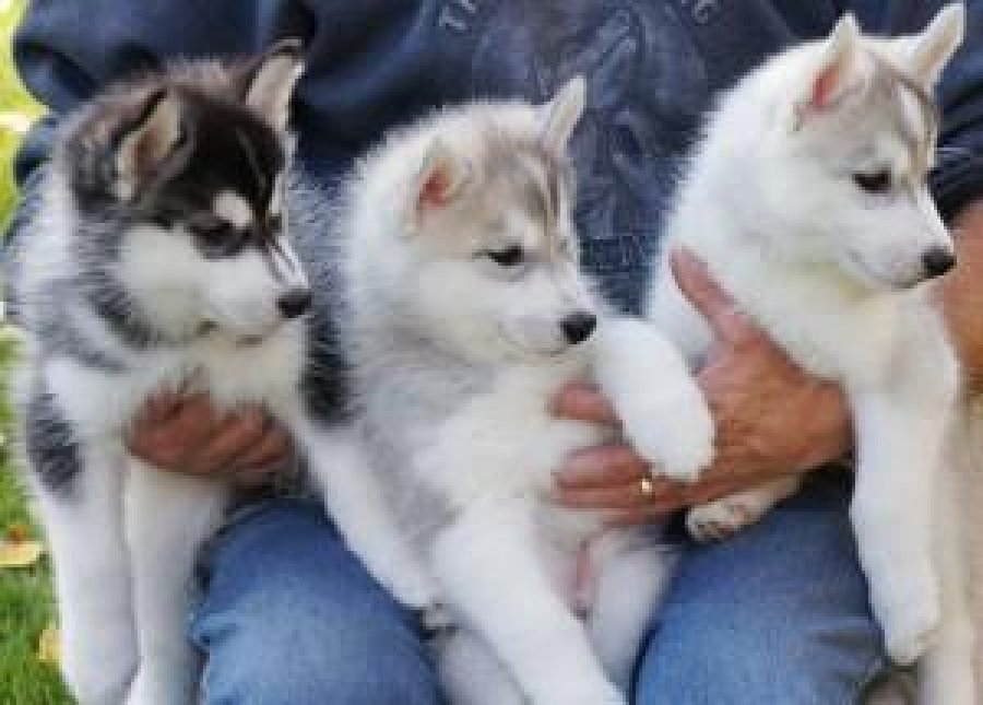 cuanto sale un chow chow regalo mini toy cachorros husky siberiano machos y hembras cuanto sale un chow chow regalo mini toy cachorros husky siberiano machos y hembras