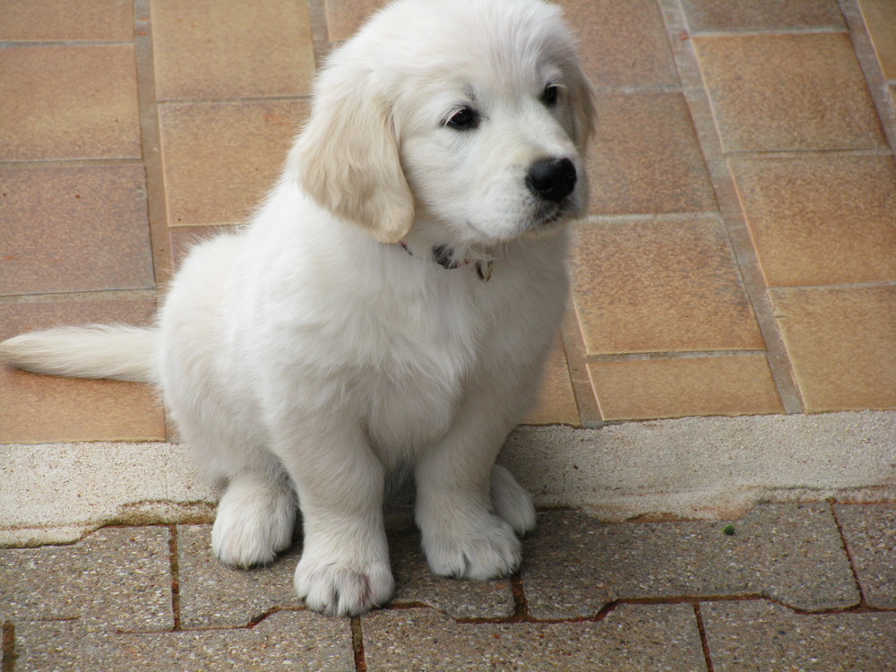 golden retriever tasmania regalo golden retriever cachorro golden perros venta mascotas golden retriever tasmania regalo golden retriever cachorro golden perros venta mascotas